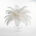 Load image into Gallery viewer, Ostrich Feather Tail Plumes 9-12" (White)