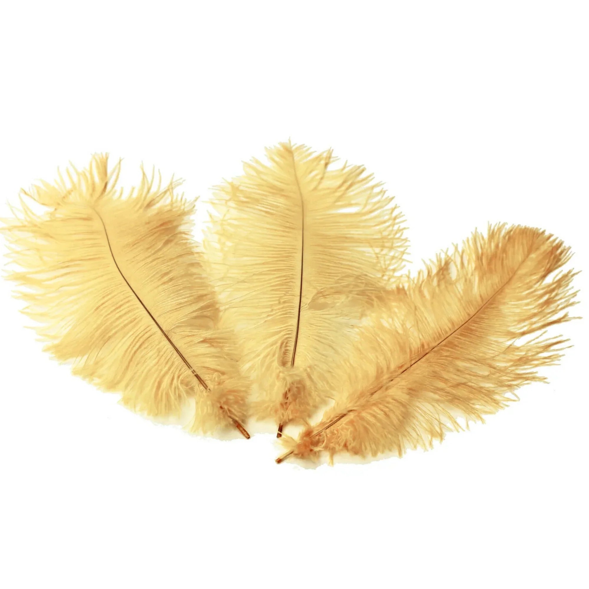 Ostrich Feather Tail Plumes 9-12" (Champagne) - www.BuyOstrichFeathers.com