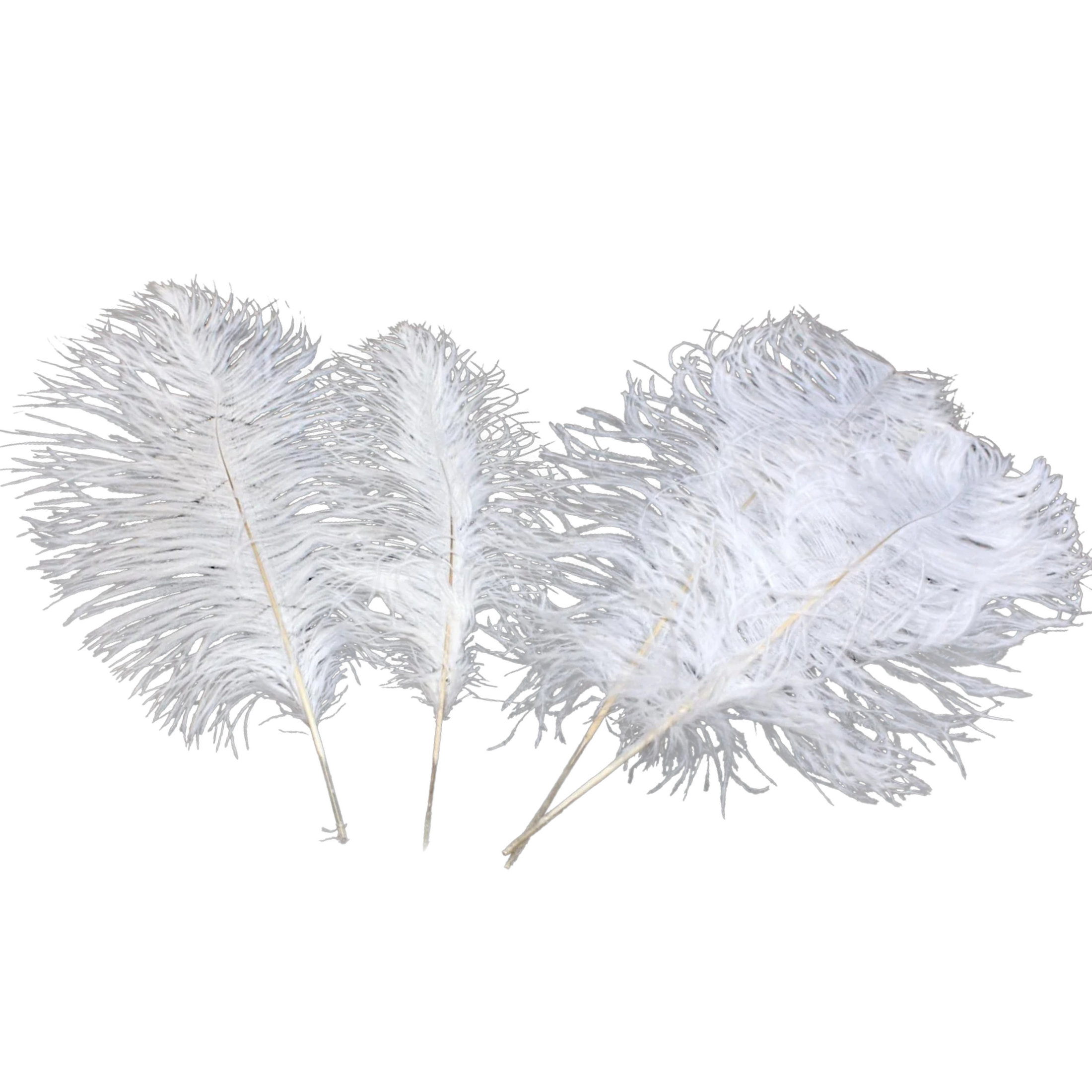 Ostrich Feather Tail Plumes 9-12" (White) - www.BuyOstrichFeathers.com