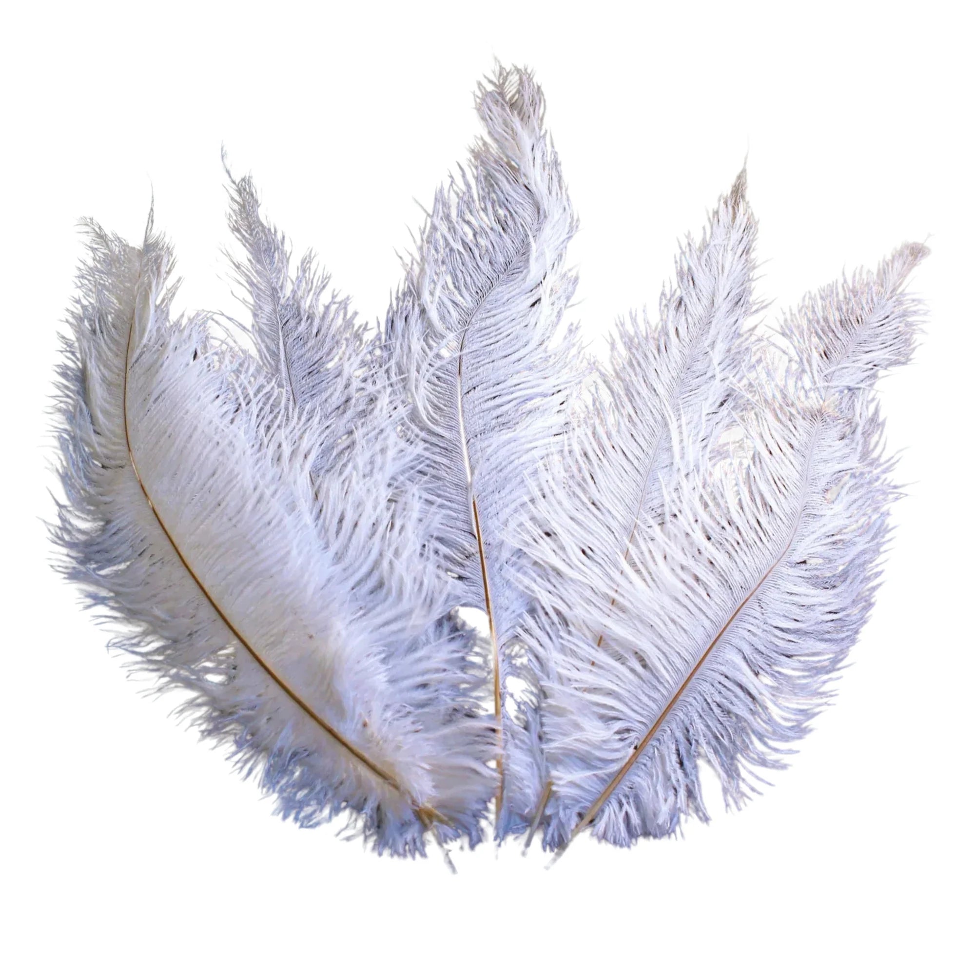Ostrich Feather Spad Plumes 12-15