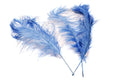 Load image into Gallery viewer, Ostrich Feather Tail Plumes 13-16" (Baby Blue) - www.BuyOstrichFeathers.com