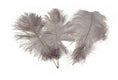 Load image into Gallery viewer, Ostrich Feather Tail Plumes 17-20" (Silver/Grey) - www.BuyOstrichFeathers.com
