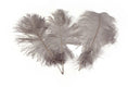Load image into Gallery viewer, Ostrich Feather Tail Plumes 13-16" (Silver) - www.BuyOstrichFeathers.com