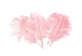 Load image into Gallery viewer, Ostrich Feather Tail Plumes 17-20" (Baby Pink) - www.BuyOstrichFeathers.com