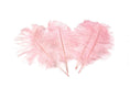 Load image into Gallery viewer, Ostrich Feather Tail Plumes 13-16" (Baby Pink) - www.BuyOstrichFeathers.com