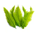 Load image into Gallery viewer, Ostrich Feather Spad Plumes 15-18" (Lime Green) - Buy Ostrich Feathers