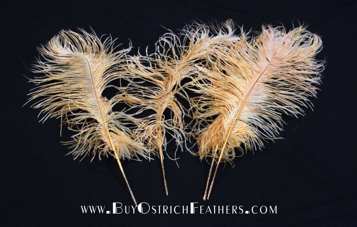 BULK 1/2lb Ostrich Feather Tail Plumes 15-20 (Apricot) for Sale