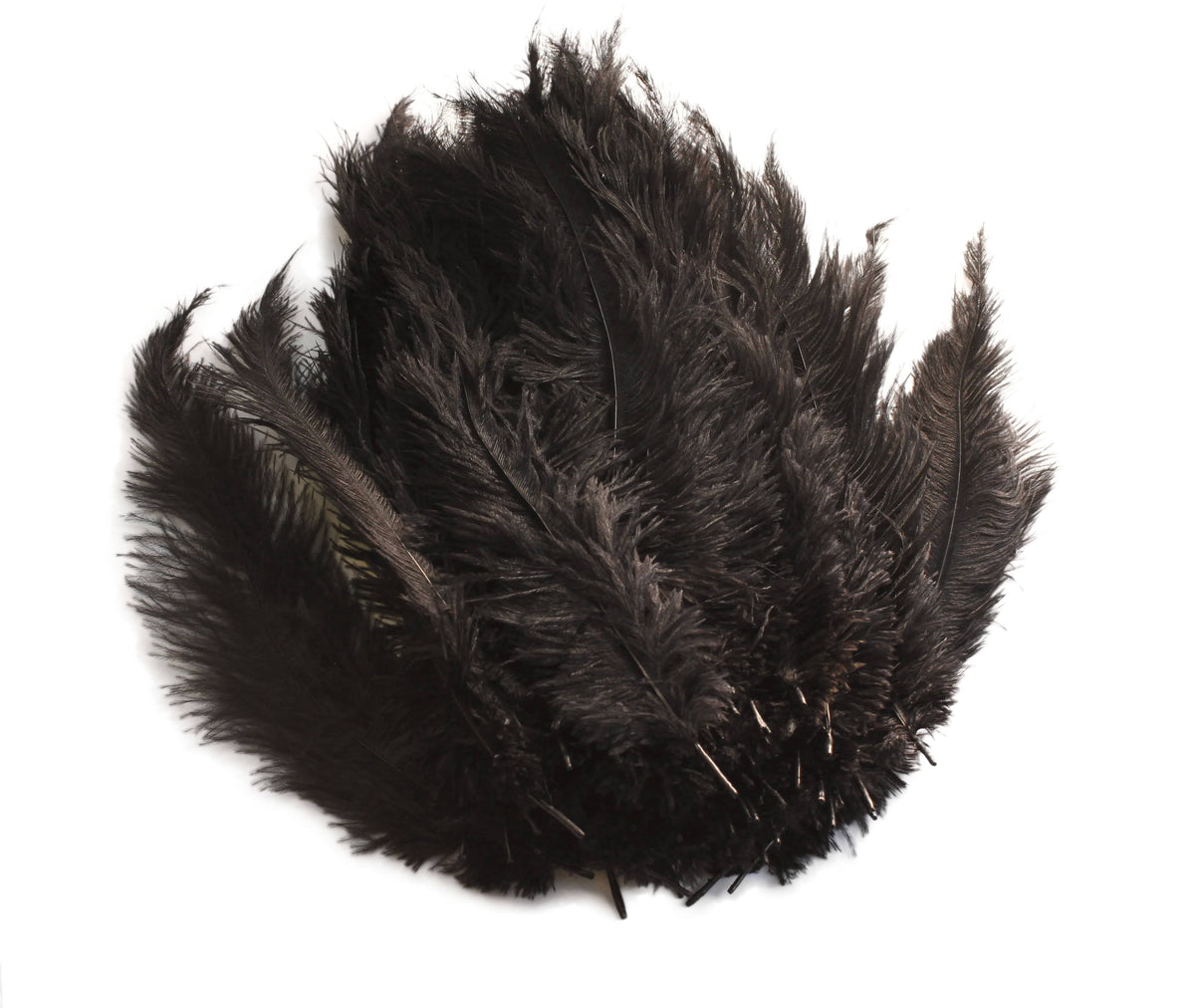 Black Ostrich Feather Sprays - Feathers - Basic Craft Supplies