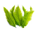 Load image into Gallery viewer, Ostrich Feather Spad Plumes 13-16" (Lime Green) - Buy Ostrich Feathers