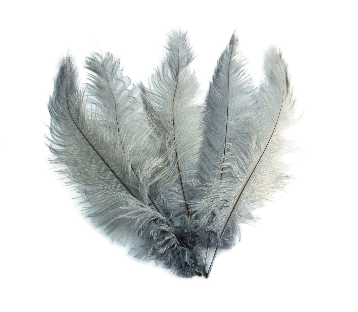 Ostrich Feather Spad Plumes 13-16" (Silver) - Buy Ostrich Feathers
