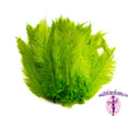 Load image into Gallery viewer, Ostrich Feather Rental 16-20" (Lime Green) - 250pcs - Buy Ostrich Feathers