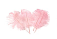 Load image into Gallery viewer, Ostrich Feather Tail Plumes 11-14" (Baby Pink) - Buy Ostrich Feathers