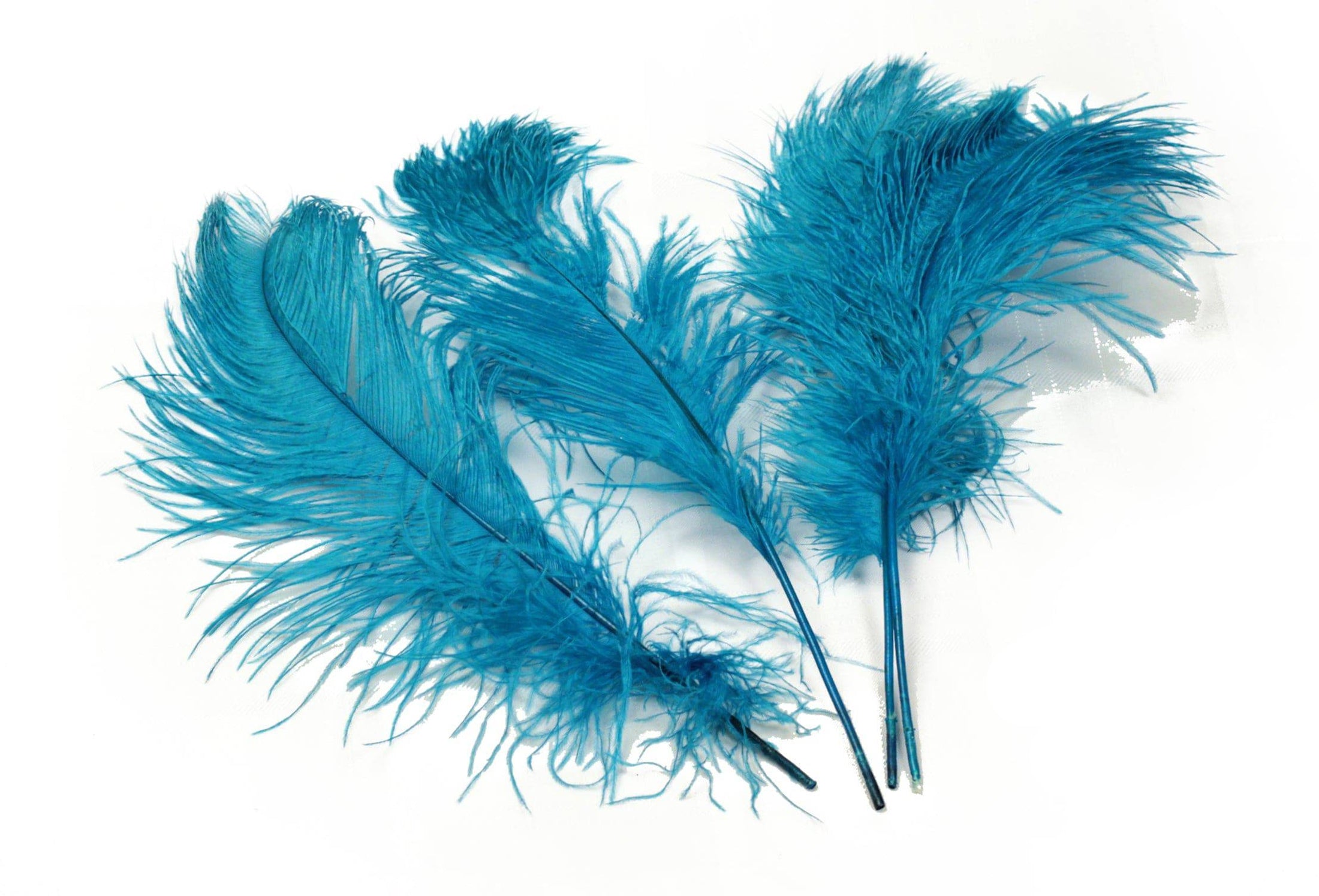 Ostrich Feather Tail Plumes 11-14" (Turquoise) - Buy Ostrich Feathers
