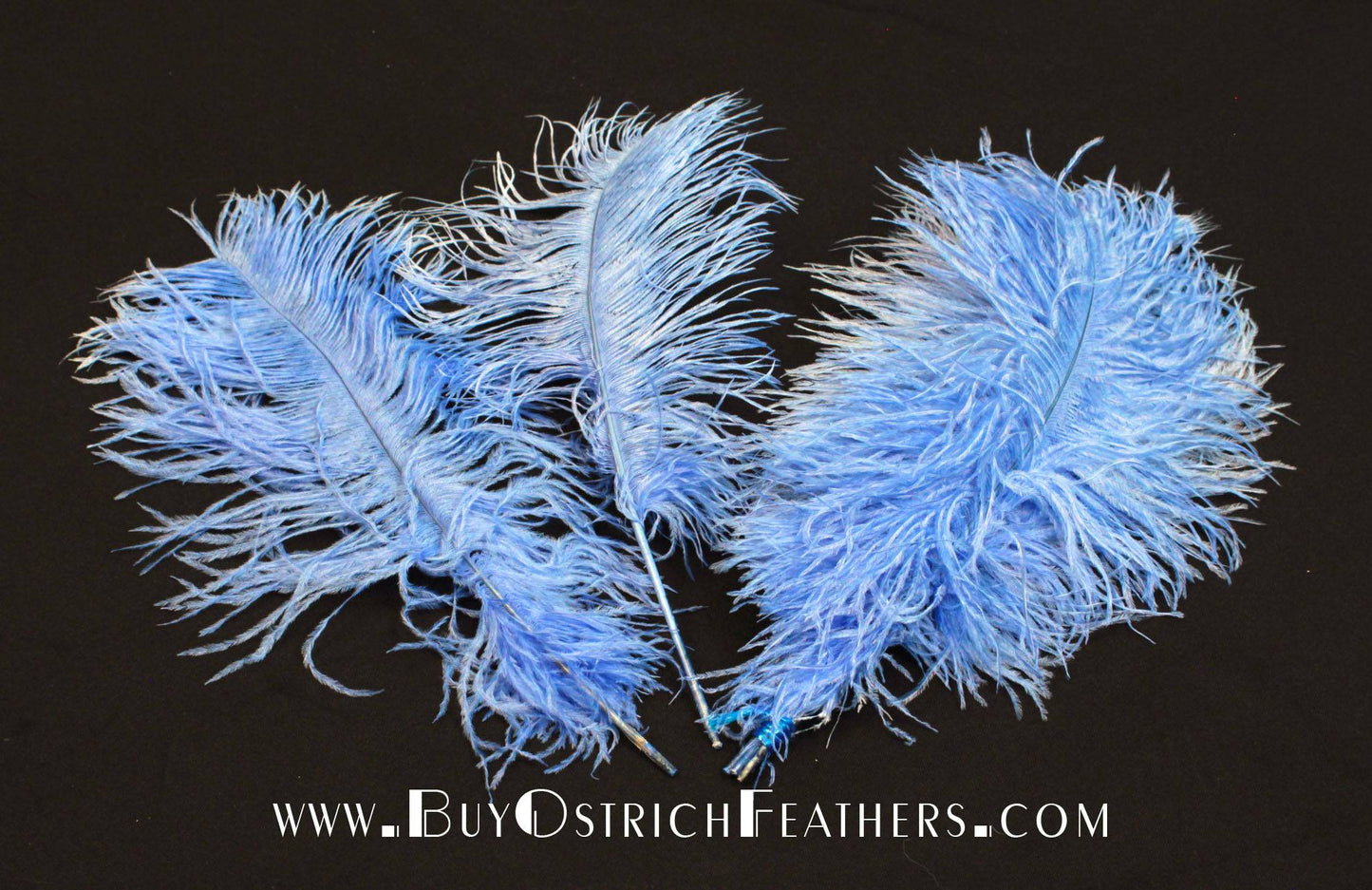 
                  
                    Ostrich Feather Tail Plumes 15-18" (Baby Blue) - Buy Ostrich Feathers
                  
                