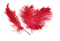 Load image into Gallery viewer, Ostrich Feather Tail Plumes 9-12" (Red) - Buy Ostrich Feathers