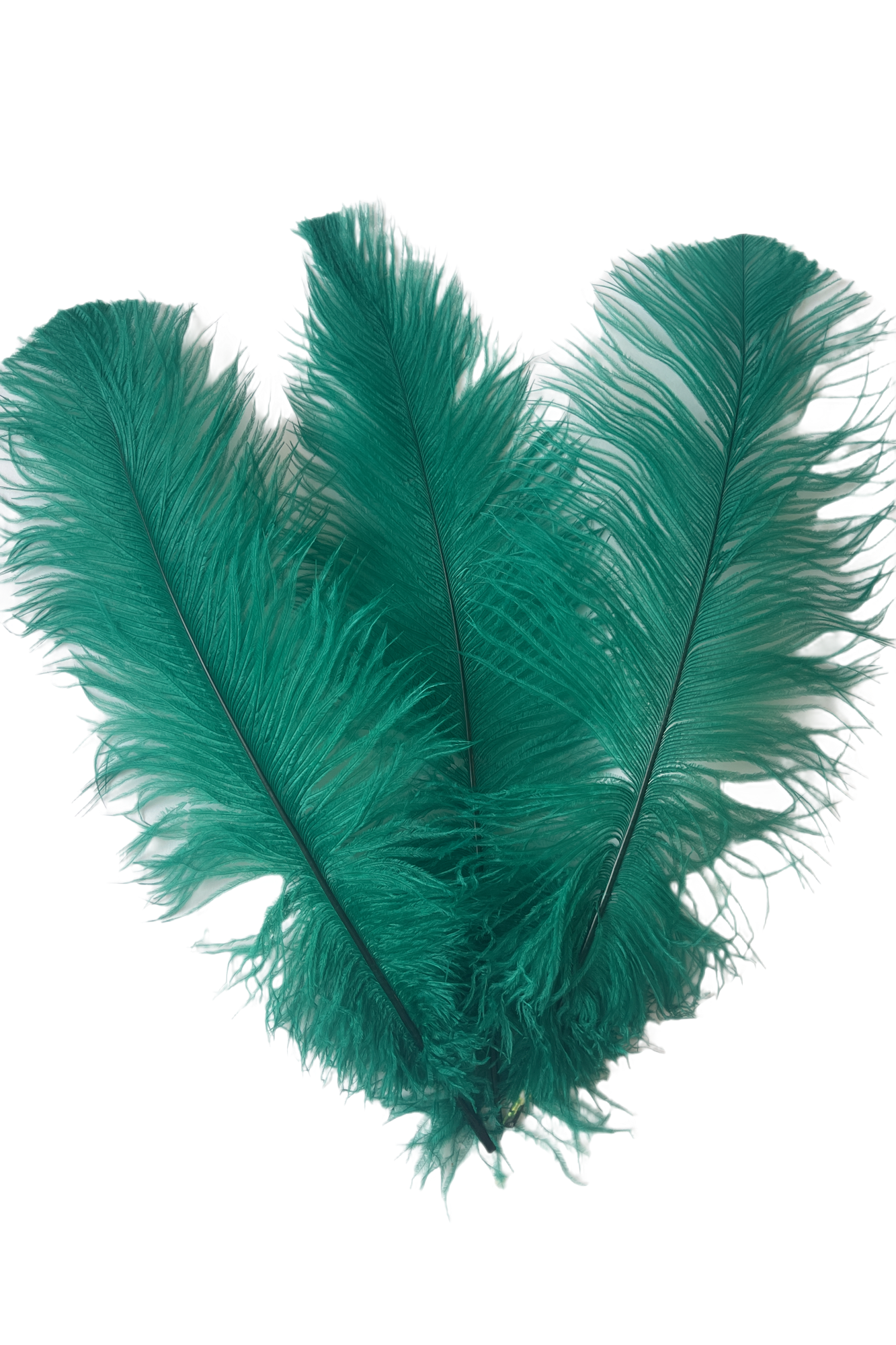 
                  
                    Ostrich Feather Spad Plumes 16-20" (Emerald Green) - Buy Ostrich Feathers
                  
                
