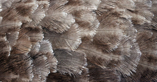 Ostrich Feathers