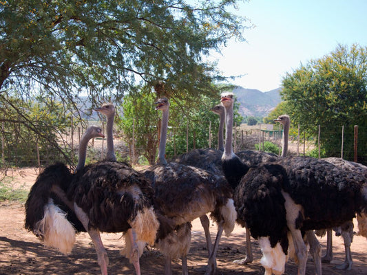 Ostrich farm