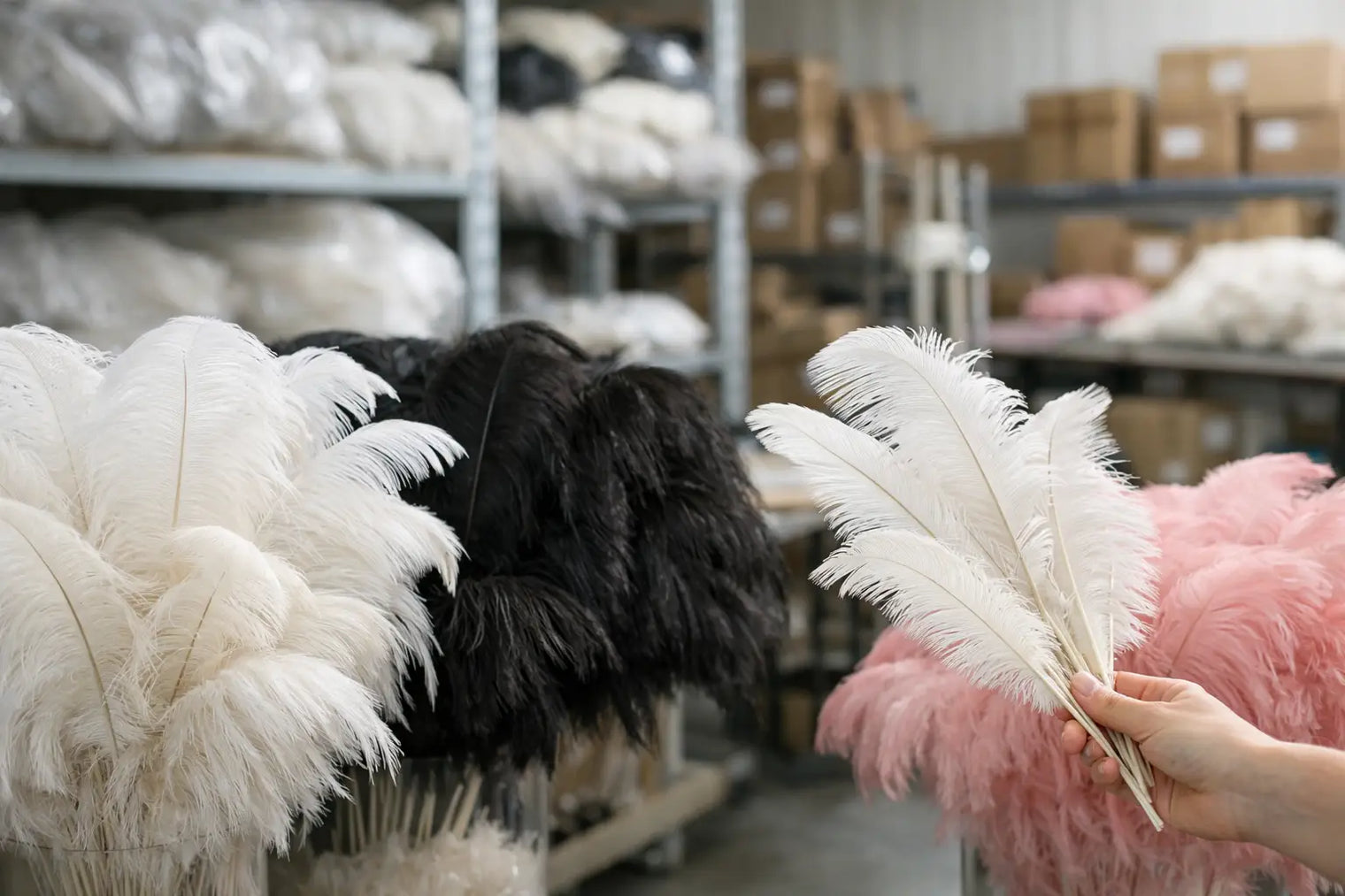 Ostrich Feather Wholesale Supplier USA Guide