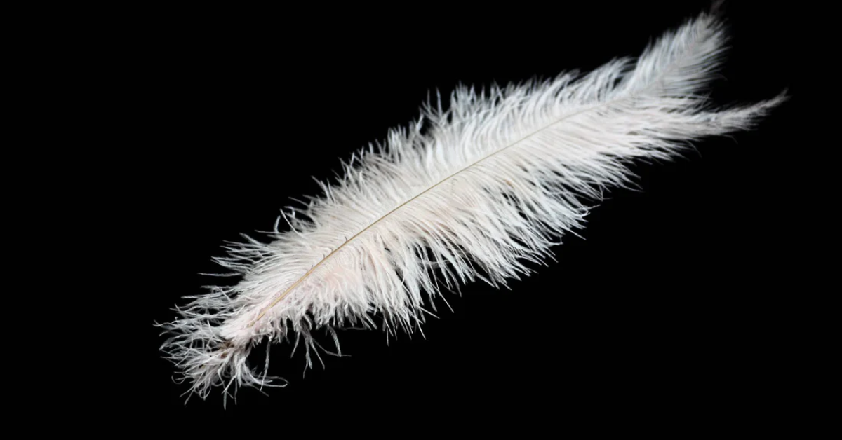 Are Ostrich Feathers Ethical?