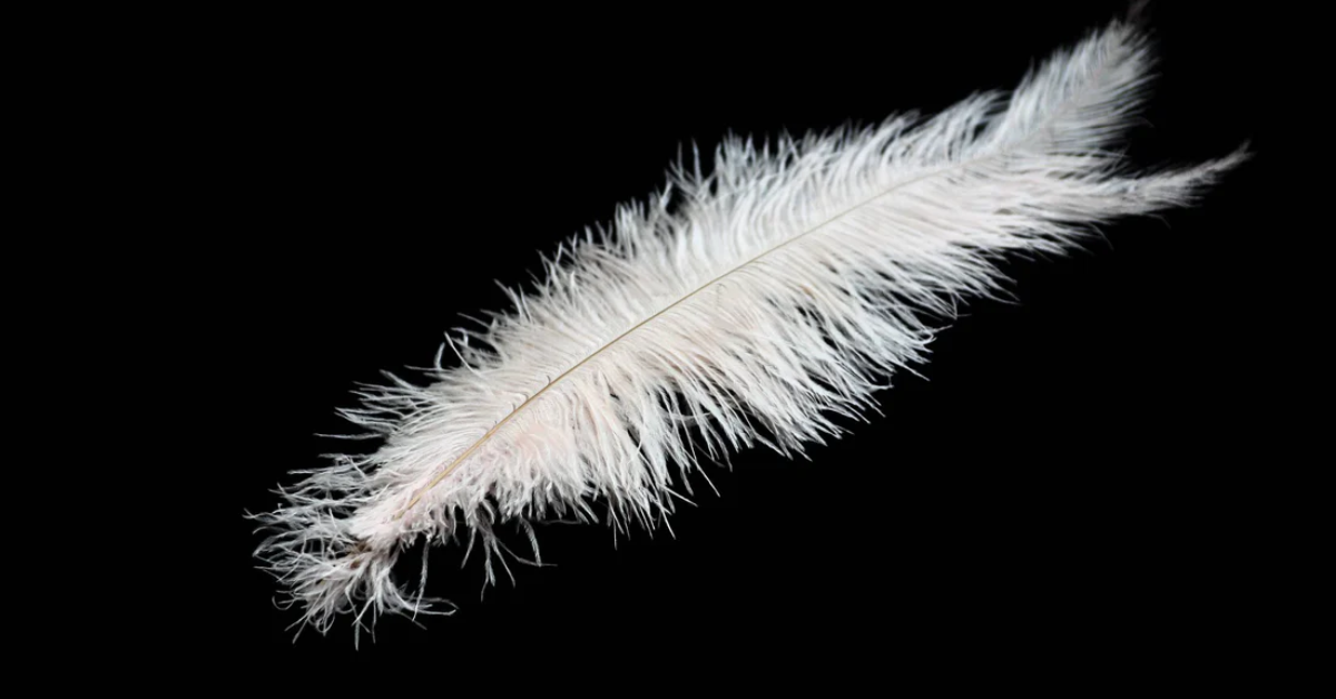 white ostrich feather