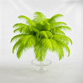 Load image into Gallery viewer, Ostrich Feather Tail Plumes 9-12" (Lime Green)
