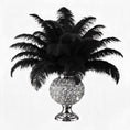 Load image into Gallery viewer, Ostrich Flexible Feathers 11-14" (Black)

