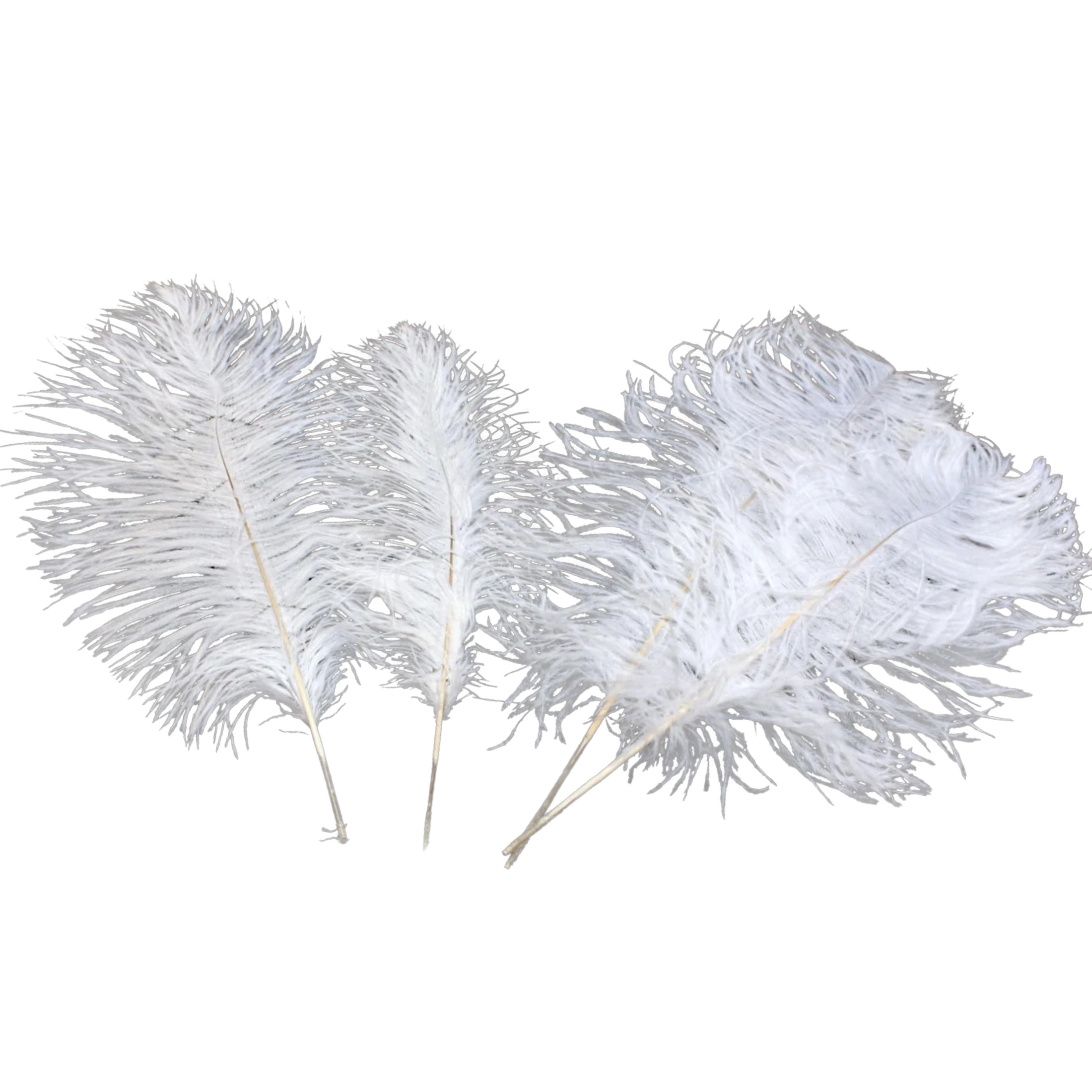 Ostrich Feather Tail Plumes 11-14" (White)