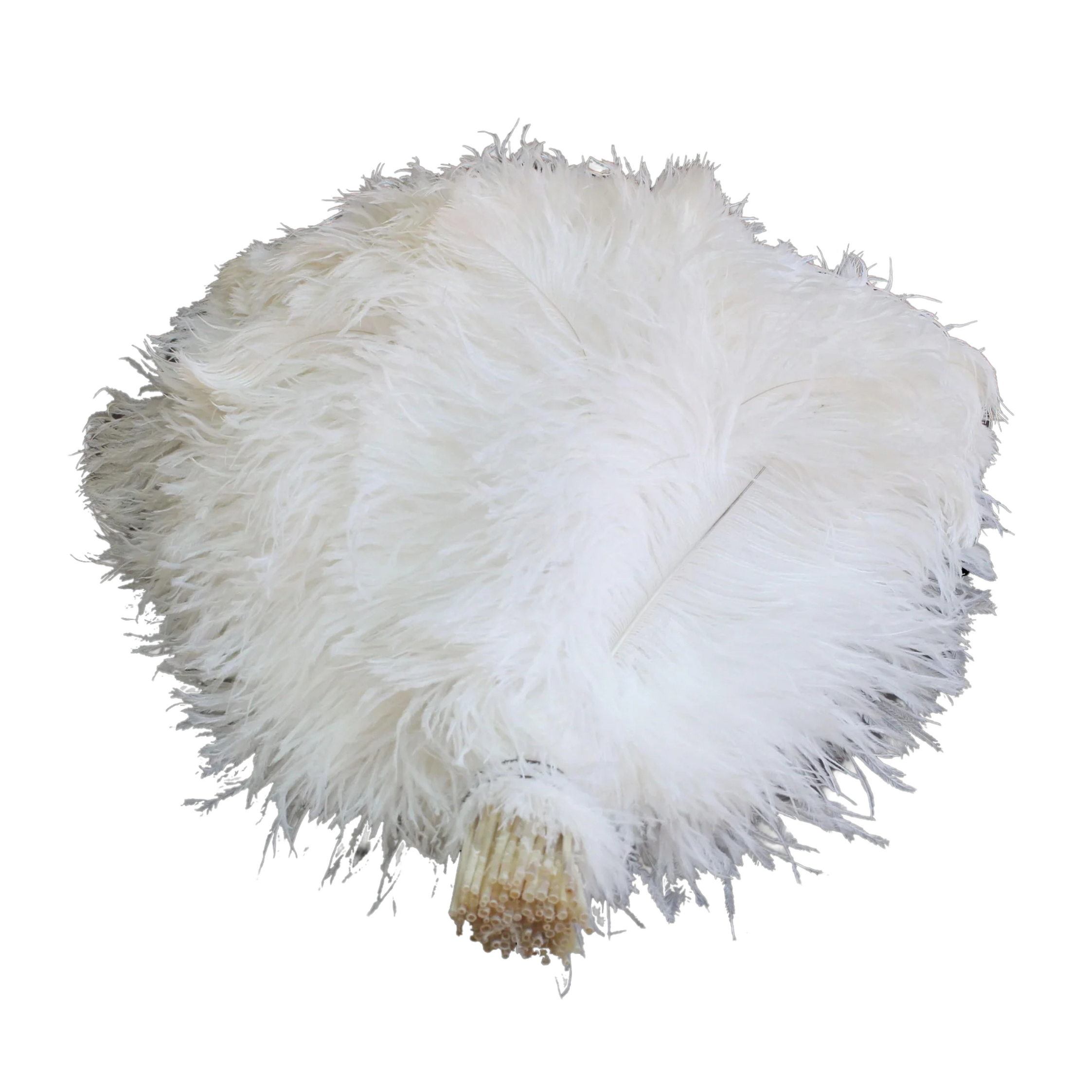 BULK 1/2lb Ostrich Feather Tail Plumes 15-20" (White)