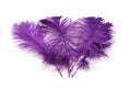 Load image into Gallery viewer, Ostrich Feather Tail Plumes 13-16" (Purple)
