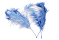 Load image into Gallery viewer, Ostrich Feather Tail Plumes 17-20" (Baby Blue) - www.BuyOstrichFeathers.com
