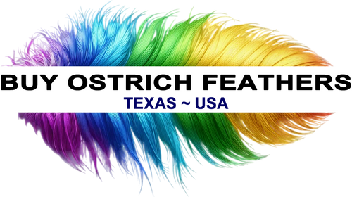 www.BuyOstrichFeathers.com