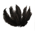 Load image into Gallery viewer, Ostrich Feather Spad Plumes 15-18" (Black) - Buy Ostrich Feathers
