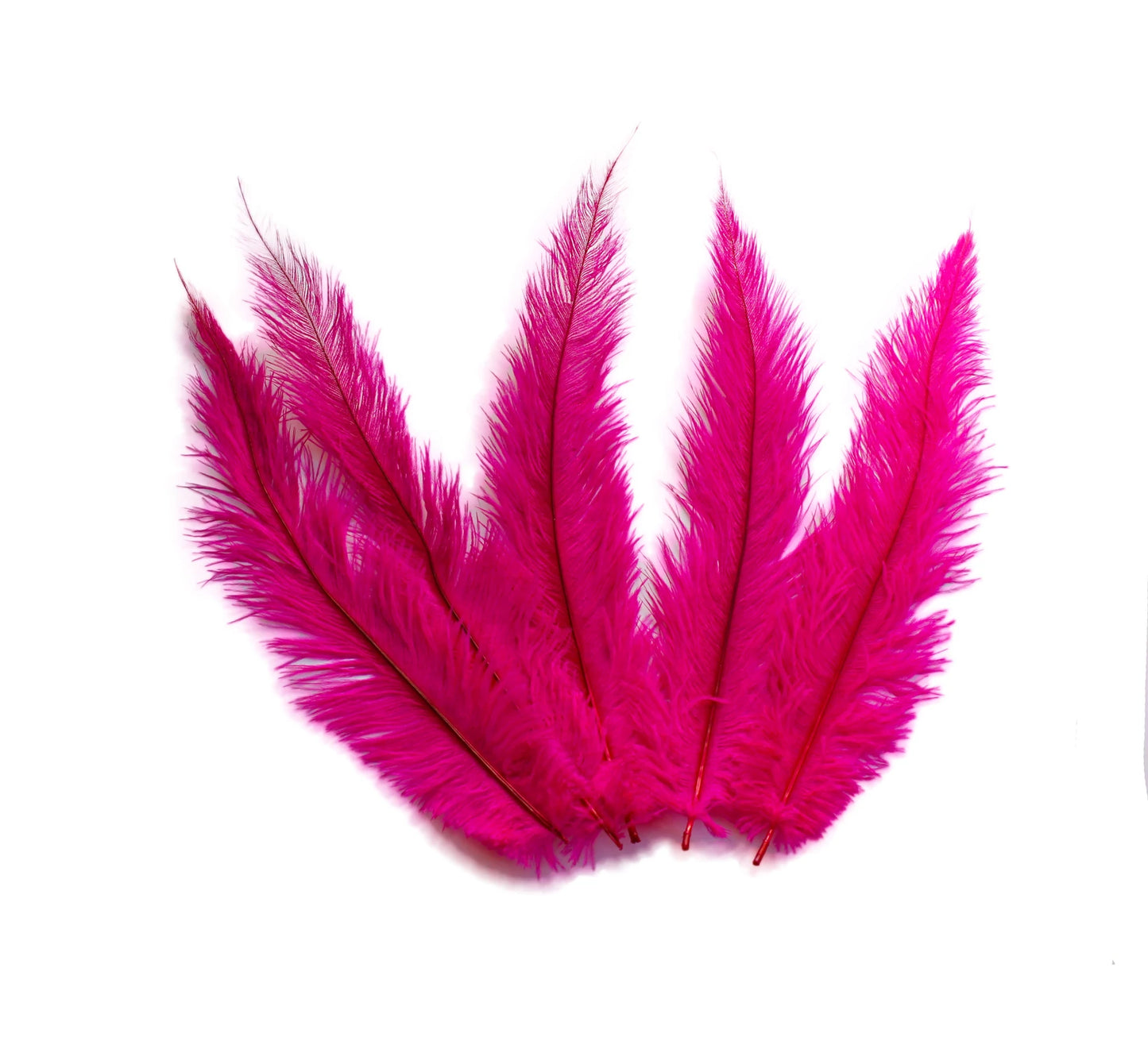 Ostrich Feather Spad Plumes 15-18" (Fuchsia) - Buy Ostrich Feathers