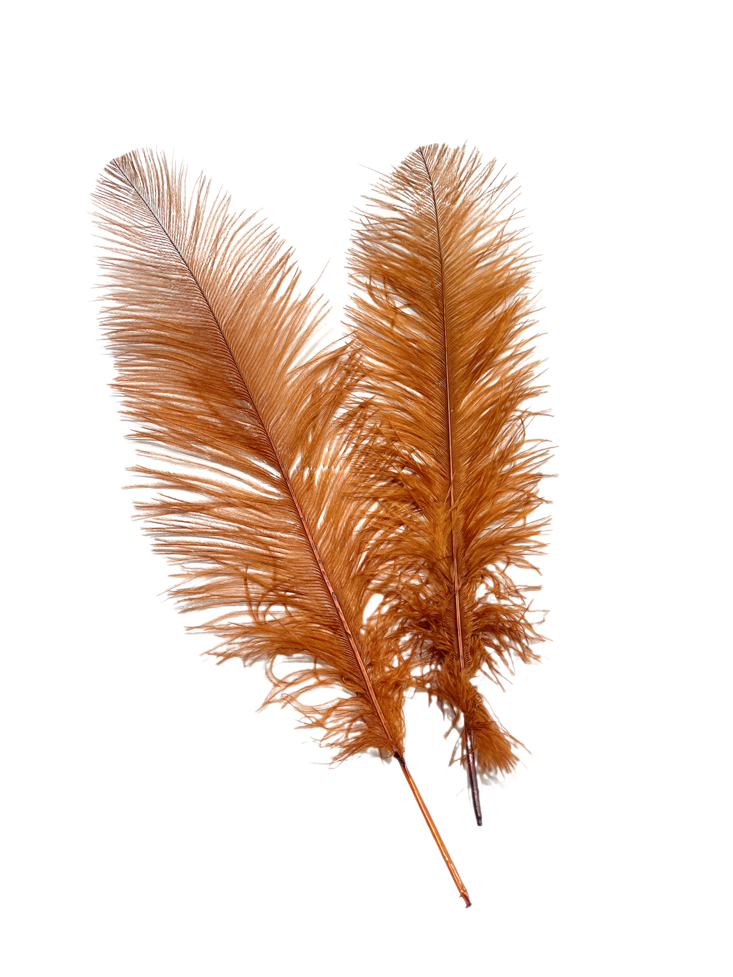 Ostrich Feather Spad Plumes 16-20" (Copper) - Buy Ostrich Feathers