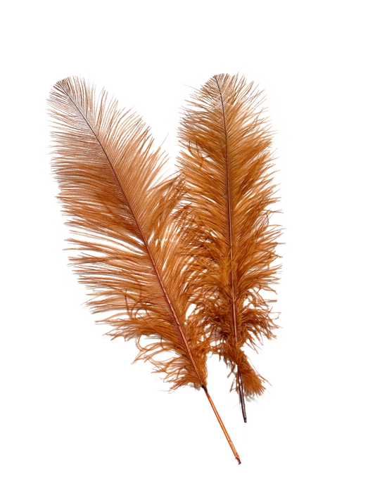 Ostrich Feather Spad Plumes 16-20" (Copper) - Buy Ostrich Feathers