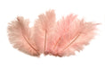 Load image into Gallery viewer, Ostrich Flexible Feathers 13-16" (Baby Pink) - Buy Ostrich Feathers
