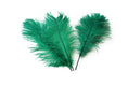 Load image into Gallery viewer, Complete Feather Centerpiece With 16" Vase (Emerald Green) - Buy Ostrich Feathers
