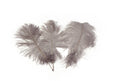 Load image into Gallery viewer, Complete Feather Centerpiece With 16" Vase (Grey/Silver) - Buy Ostrich Feathers
