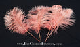 Load image into Gallery viewer, BULK 1/2lb Ostrich Feather Tail Plumes 15-20" (Apricot) - Buy Ostrich Feathers
