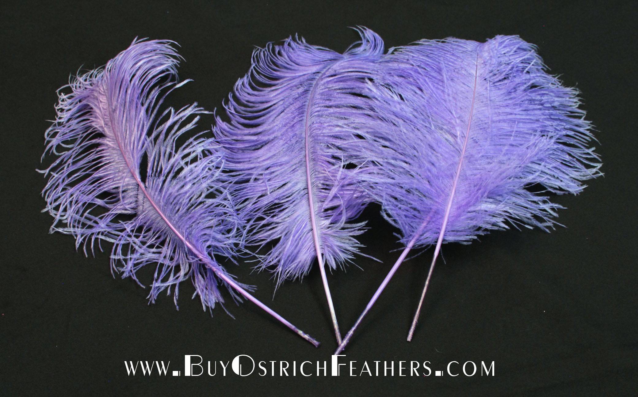 BULK 1/2lb Ostrich Feather Tail Plumes 15-20" (Lavender) - Buy Ostrich Feathers