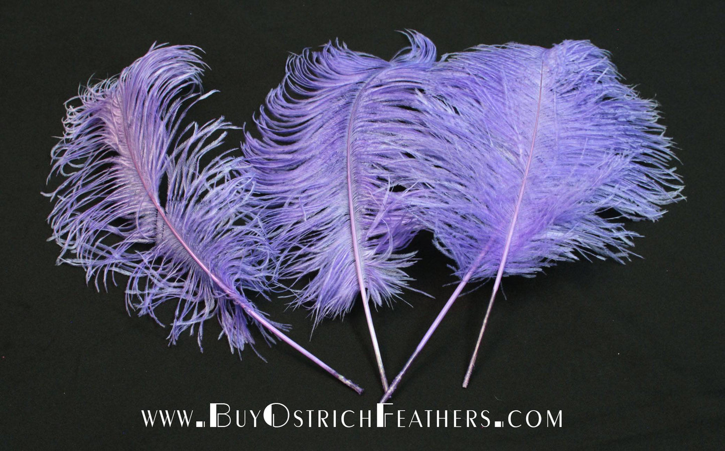 BULK 1/2lb Ostrich Feather Tail Plumes 15-20 (Black) for Sale Online