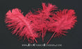 Load image into Gallery viewer, BULK 1/2lb Ostrich Feather Tail Plumes 15-20" (Red) - Buy Ostrich Feathers
