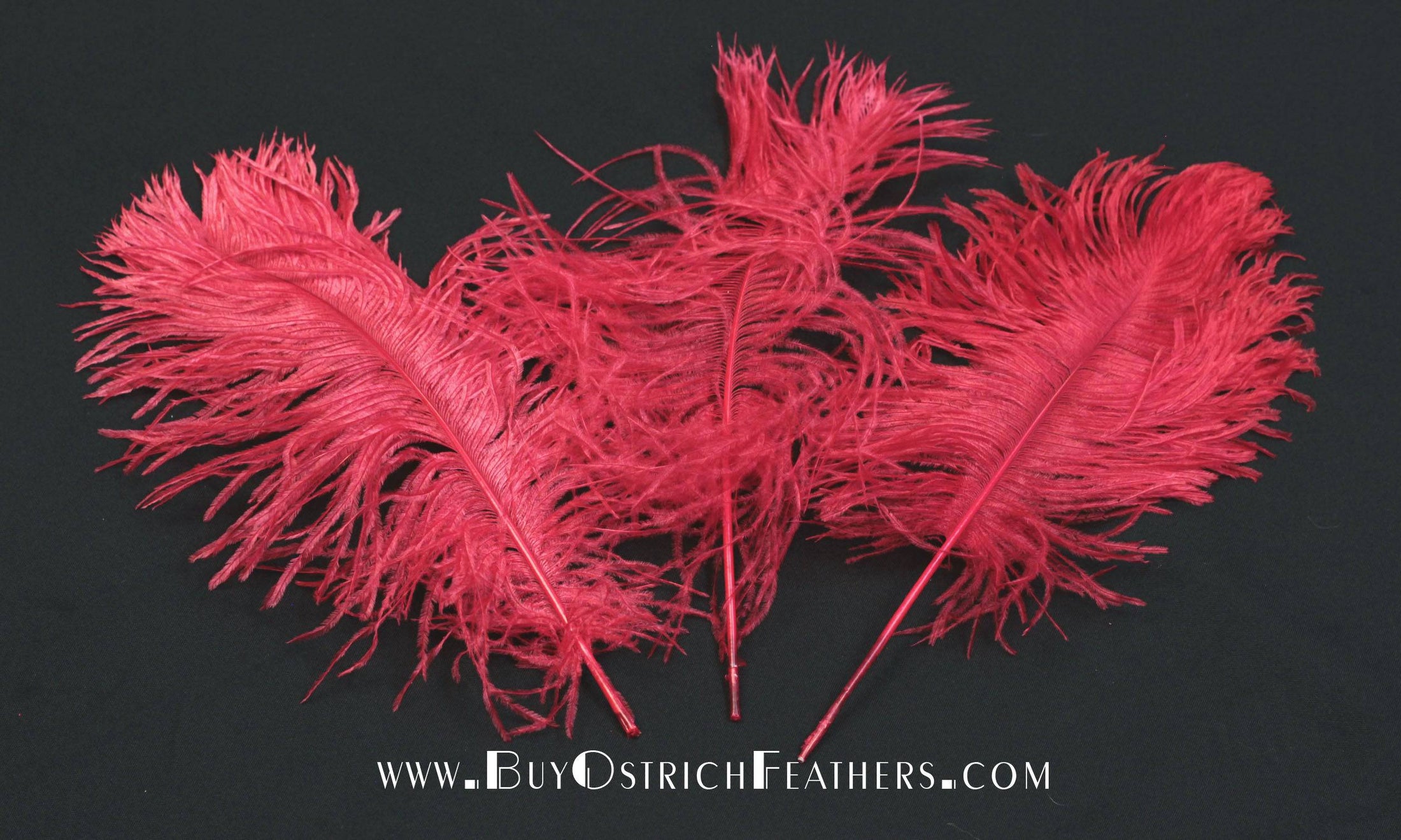 BULK 1/2lb Ostrich Feather Tail Plumes 15-20" (Red) - Buy Ostrich Feathers