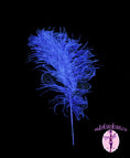 Load image into Gallery viewer, BULK 1/2lb Ostrich Feather Tail Plumes 15-20" (Royal Blue) - Buy Ostrich Feathers
