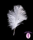 Load image into Gallery viewer, BULK 1/2lb Ostrich Feather Tail Plumes 15-20" (White) - Buy Ostrich Feathers
