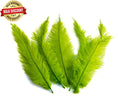 Load image into Gallery viewer, BULK 1/4lb Ostrich Feather Spad Plumes 12-16" (Lime Green) - Buy Ostrich Feathers
