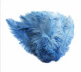 Load image into Gallery viewer, Ostrich Feather Spad Plumes 13-16" (Baby Blue) - Buy Ostrich Feathers
