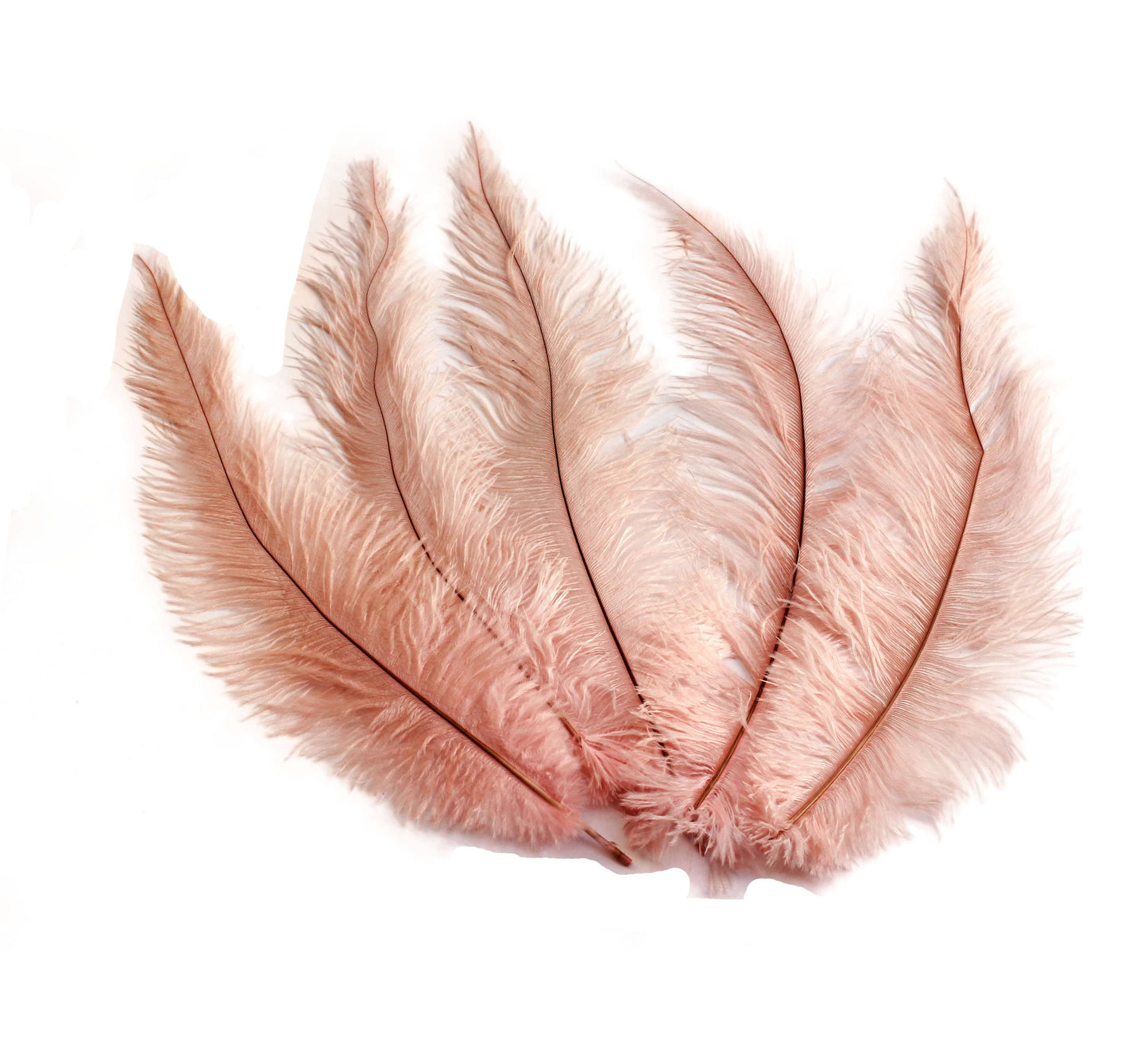 Ostrich Feather Spad Plumes 13-16" (Baby Pink) - Buy Ostrich Feathers