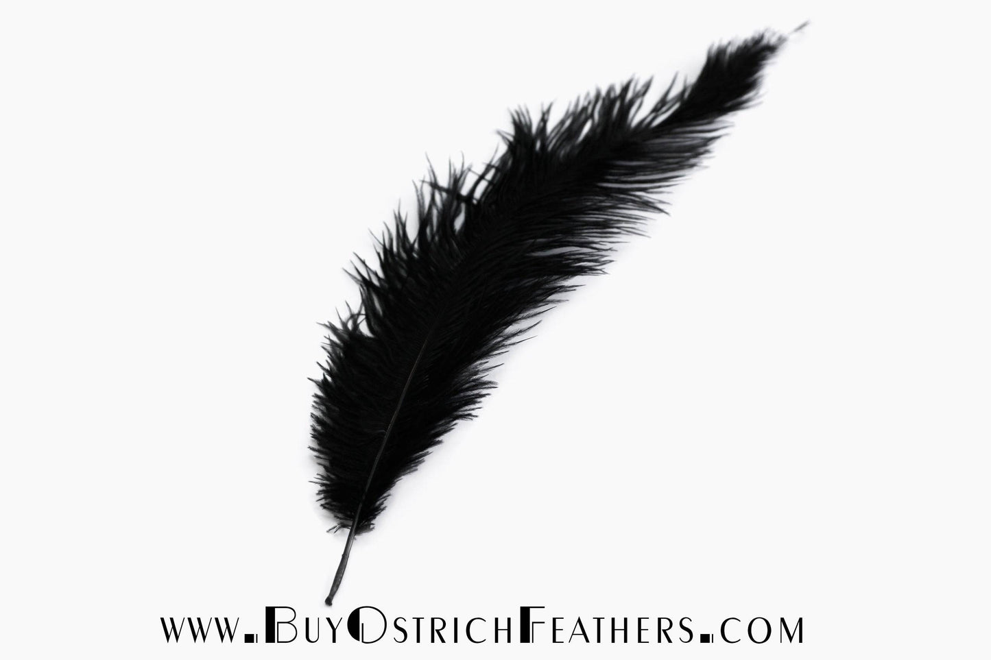 Ostrich Feathers, Black Ostrich Feather Spads 18-24, Centerpiece Floral  Supplies, Carnival & Costume Feathers ZUCKER® 